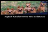 1-small-terriers-maritimes