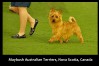 9-small-terriers-maritimes
