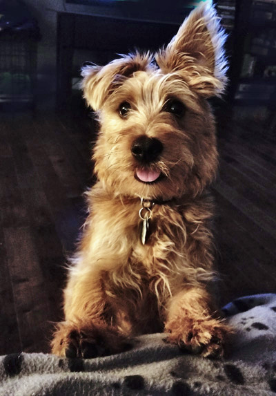 Small terrier testimonial - Nova Scotia