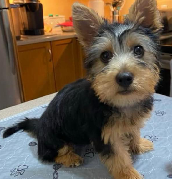 Female blue-tan Australian Terrier pup