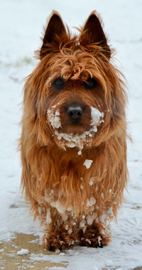 Aussie Terrier in the snow